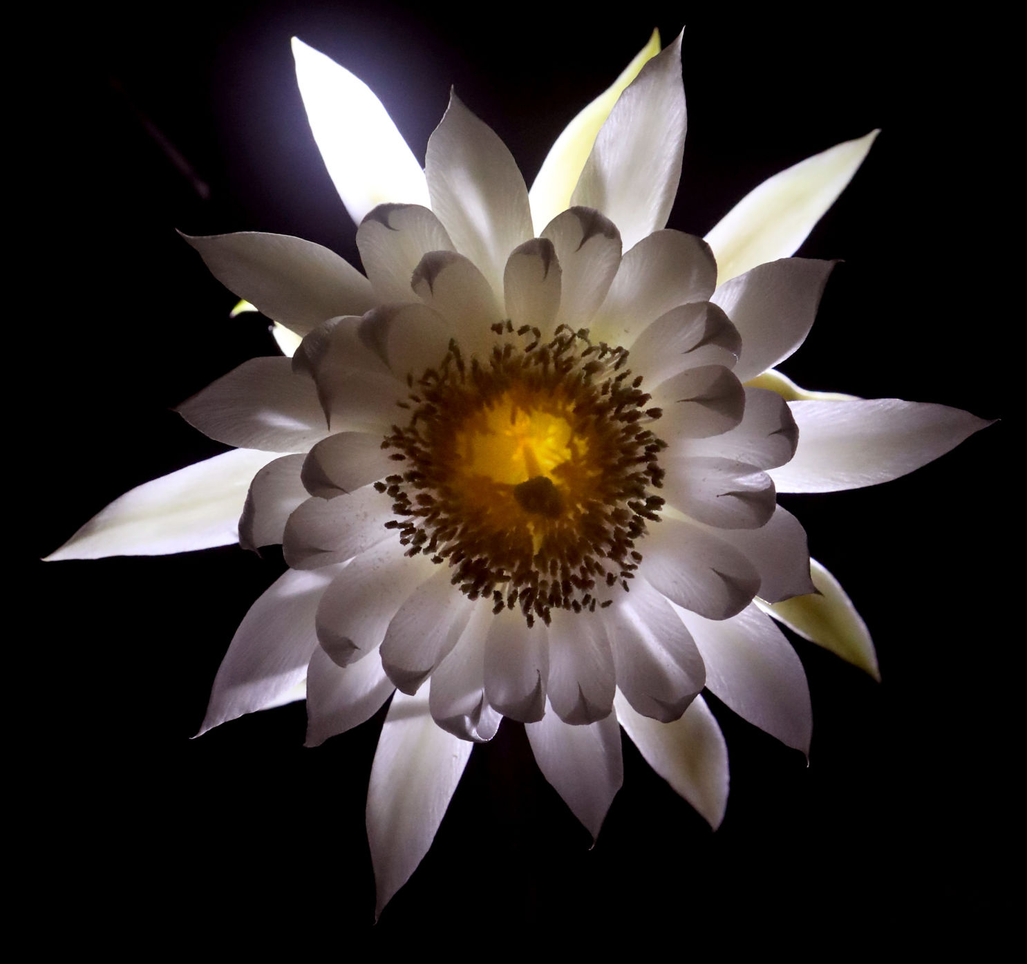 Bloom Night
